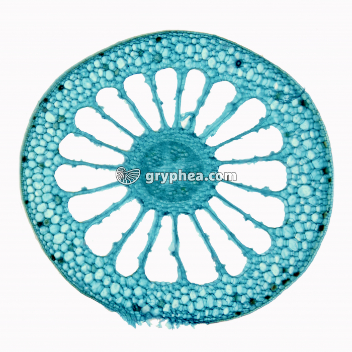 Tige de Coleus CT x6 - gryphea.org